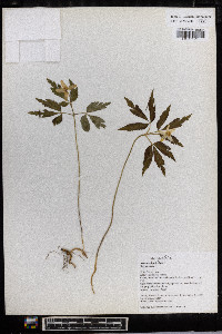 Anemone quinquefolia image