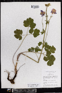 Aquilegia vulgaris image