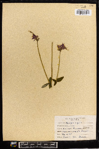 Aquilegia vulgaris image