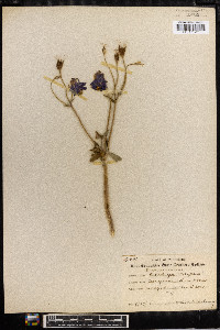 Aquilegia vulgaris image