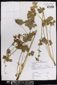 Aquilegia formosa image