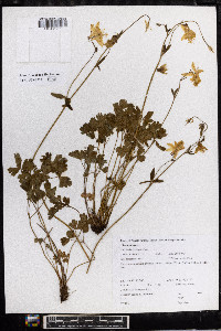 Aquilegia flavescens image