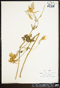 Aquilegia coerulea image