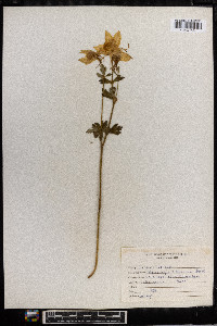 Aquilegia coerulea image