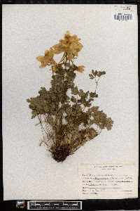 Aquilegia coerulea image