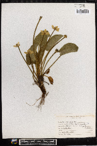 Caltha leptosepala image