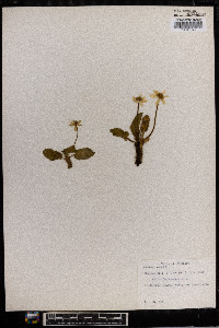 Caltha leptosepala image