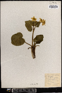 Caltha palustris image