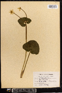 Caltha palustris image