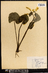 Caltha palustris image