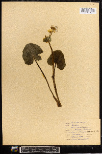 Caltha palustris image