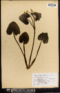 Caltha palustris image