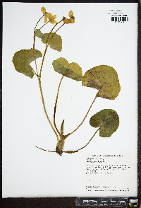 Caltha palustris image