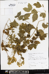 Clematis ligusticifolia image