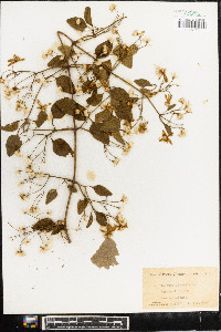 Clematis flammula image