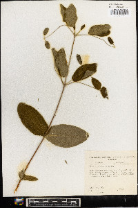 Clematis addisonii image