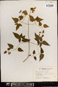 Clematis crispa image