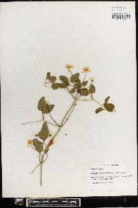 Clematis dioscoreifolia image