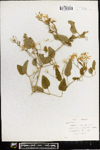 Clematis glaucophylla image