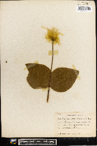 Clematis ochroleuca image