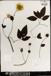 Clematis versicolor image