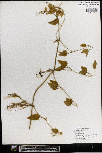 Clematis viorna image