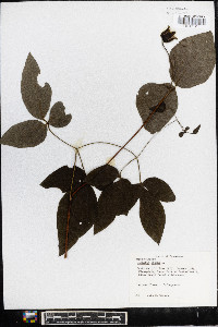 Clematis viorna image