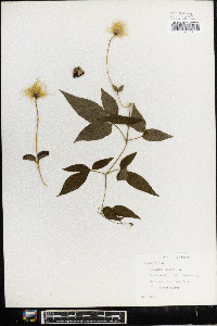 Clematis viorna image