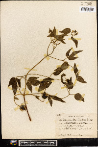 Clematis viorna image