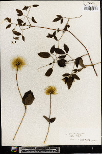 Clematis viorna image