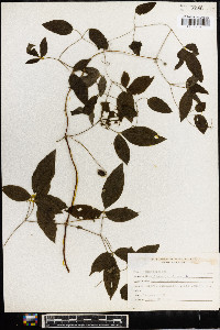 Clematis viorna image