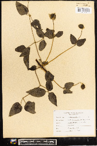 Clematis viorna image