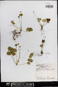 Coptis trifolia image