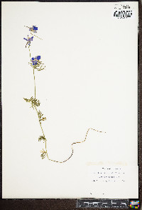 Delphinium ajacis image