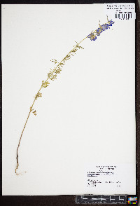 Delphinium ajacis image