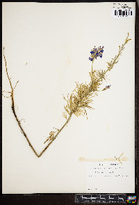 Delphinium ajacis image