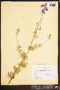 Delphinium ajacis image