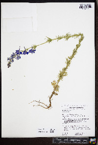 Delphinium ajacis image