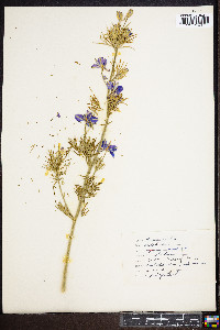 Delphinium ajacis image