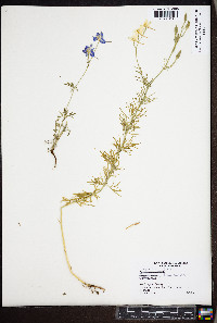 Delphinium ajacis image