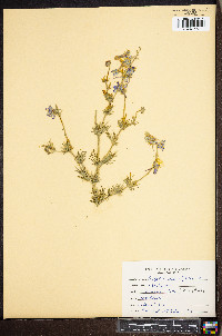 Delphinium ajacis image