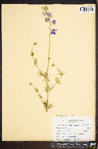 Delphinium ajacis image