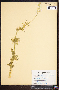 Delphinium ajacis image