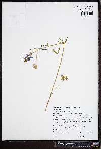 Delphinium nuttallianum image