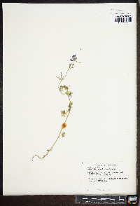 Delphinium carolinianum image