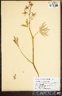 Delphinium carolinianum image