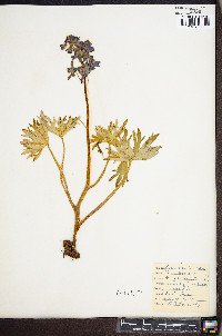 Delphinium tricorne image