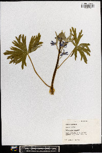 Delphinium tricorne image