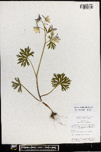 Delphinium tricorne image