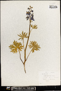Delphinium tricorne image